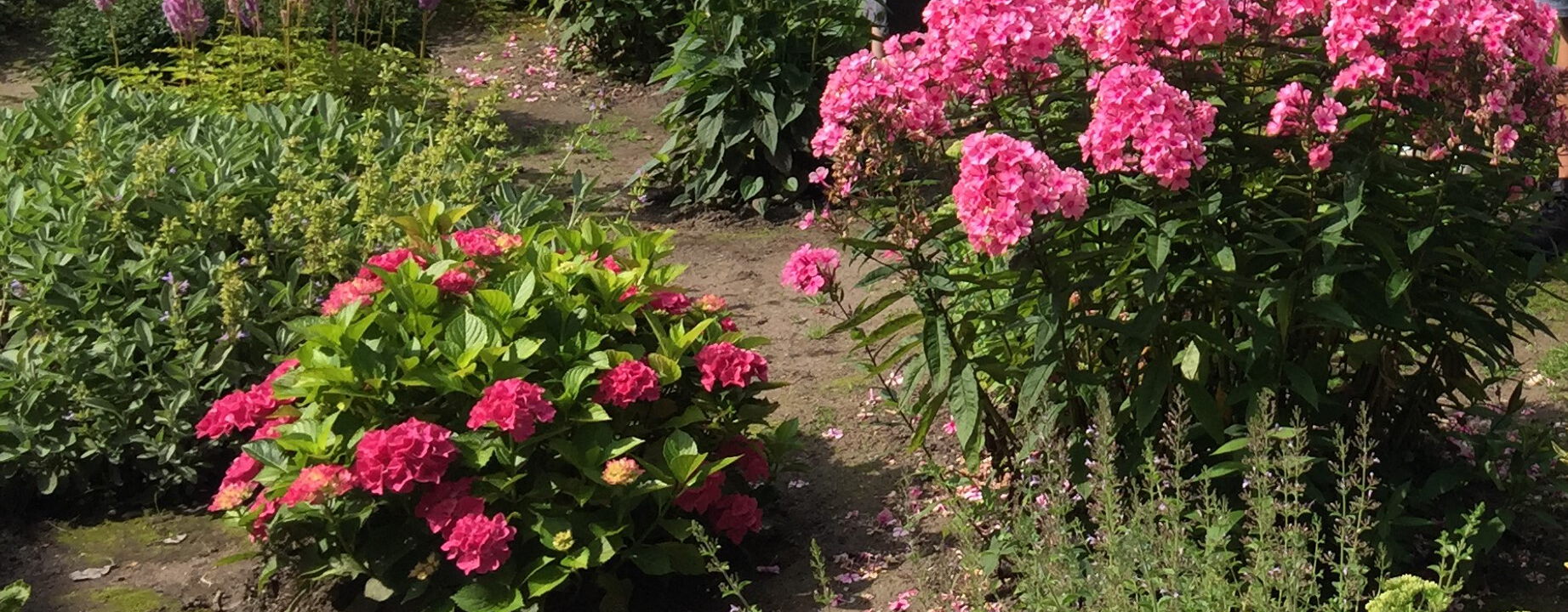 Ein blühender Garten mit pinken Hortensien und anderen Blumenarten, umgeben von grünen Pflanzen. Der Boden ist leicht sichtbar, und im Hintergrund stehen Menschen teilweise außerhalb des Bildausschnitts.