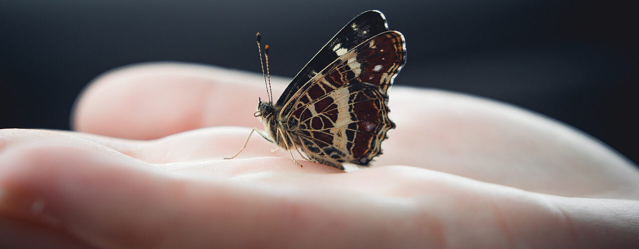 Ein Schmetterling auf einer Hand