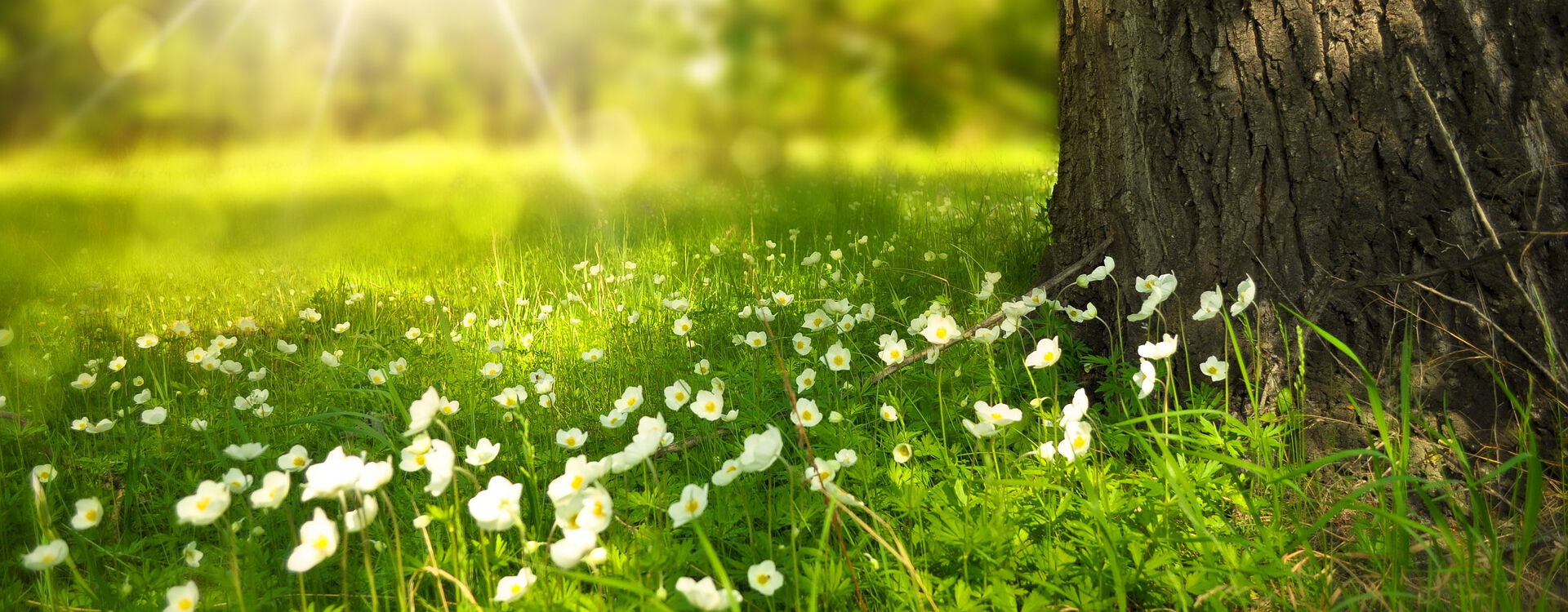 Eine sonnendurchflutete Wiese mit weißen Blumen, die im Vordergrund blühen. Ein Baumstamm steht rechts im Bild, während der Hintergrund unscharf bleibt